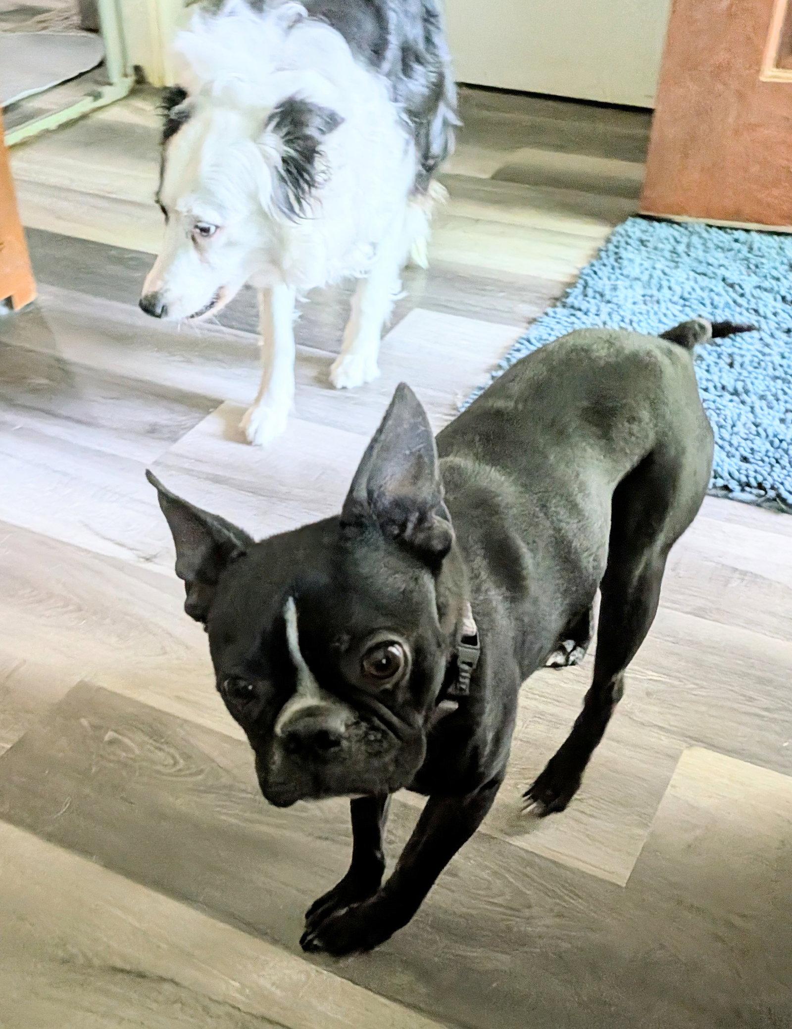 Enlarge Bowser, a Adoptable Boston Terrier in Charlotte, NC image 2/3