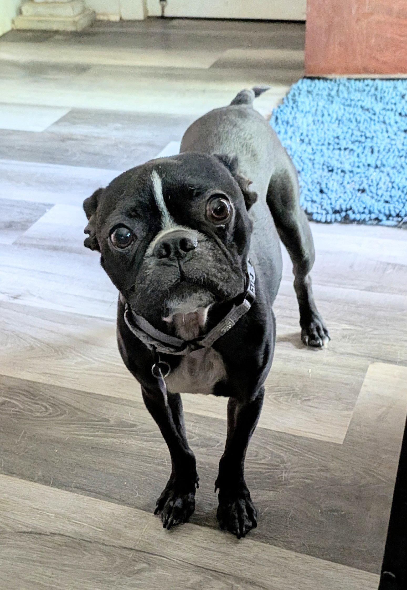 Enlarge Bowser, a Adoptable Boston Terrier in Charlotte, NC image 3/3