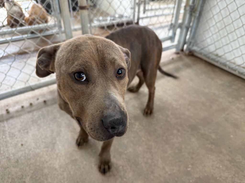 Enlarge Lady, a Adoptable mixed breed in Mount Gilead, NC image 1/1