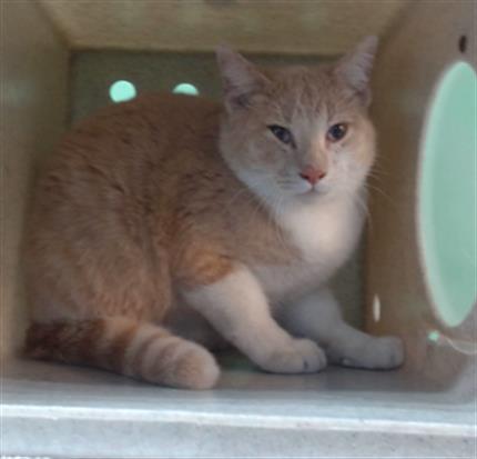 Enlarge MOONA, a Adoptable Domestic Medium Hair in Gardena, CA image 1/1