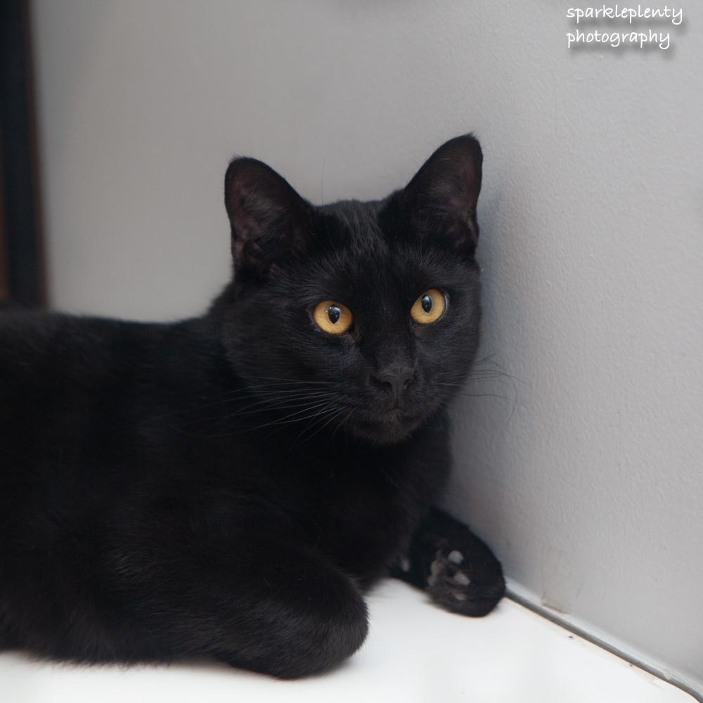 Enlarge Fonz, a Adoptable Domestic Short Hair in Ridgefield, CT image 2/3
