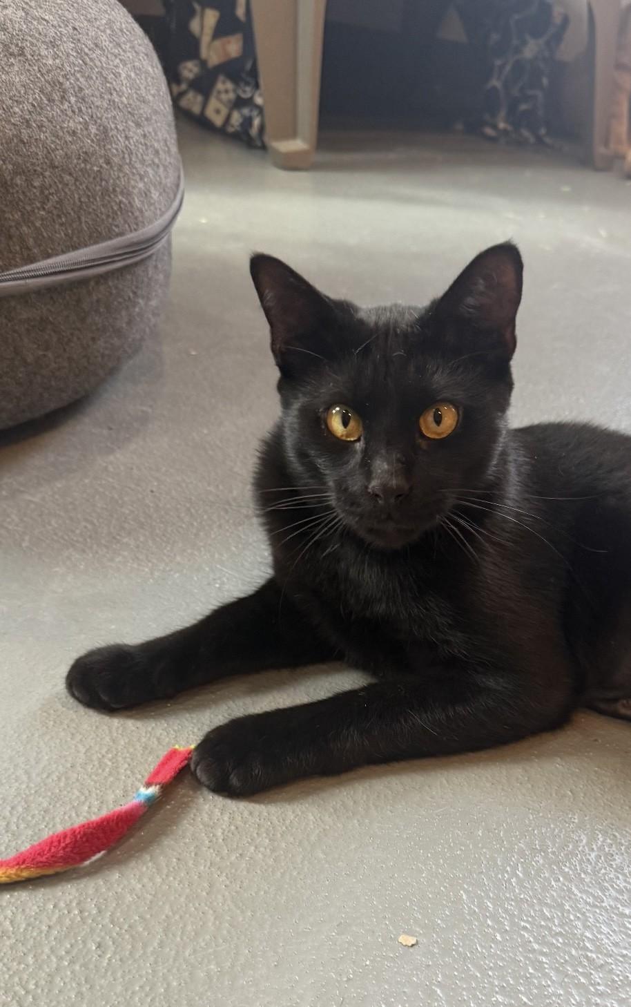 Enlarge Fonz, a Adoptable Domestic Short Hair in Ridgefield, CT image 3/3