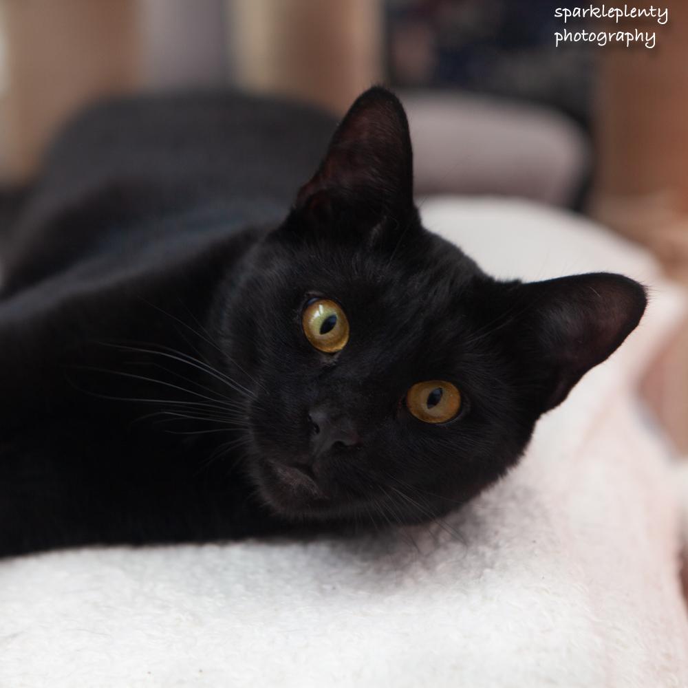 Enlarge Fonz, a Adoptable Domestic Short Hair in Ridgefield, CT image 1/3