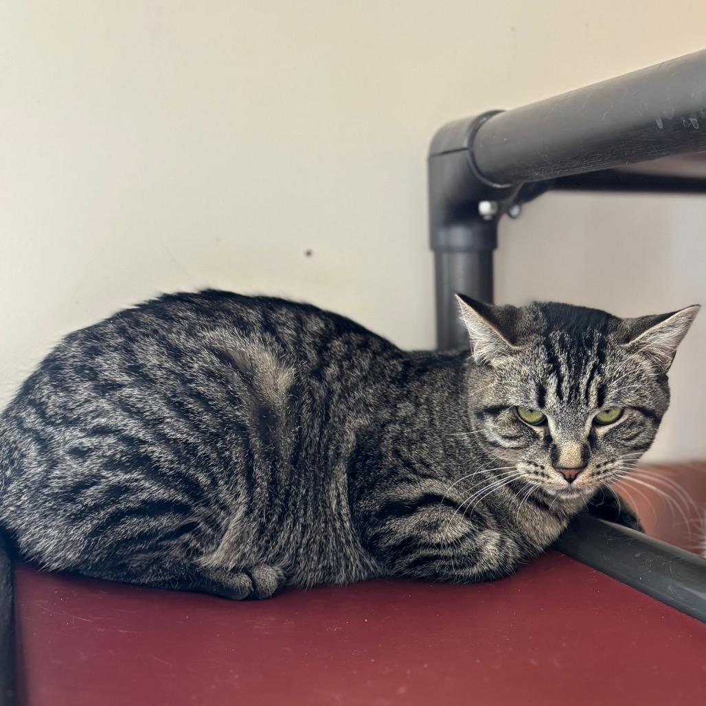 Julia, Adoptable, Young Female Domestic Short Hair.