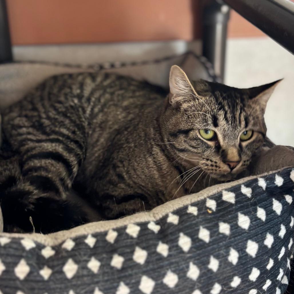 Julia, a Adoptable Domestic Short Hair in Ballston Spa, NY image 2/4