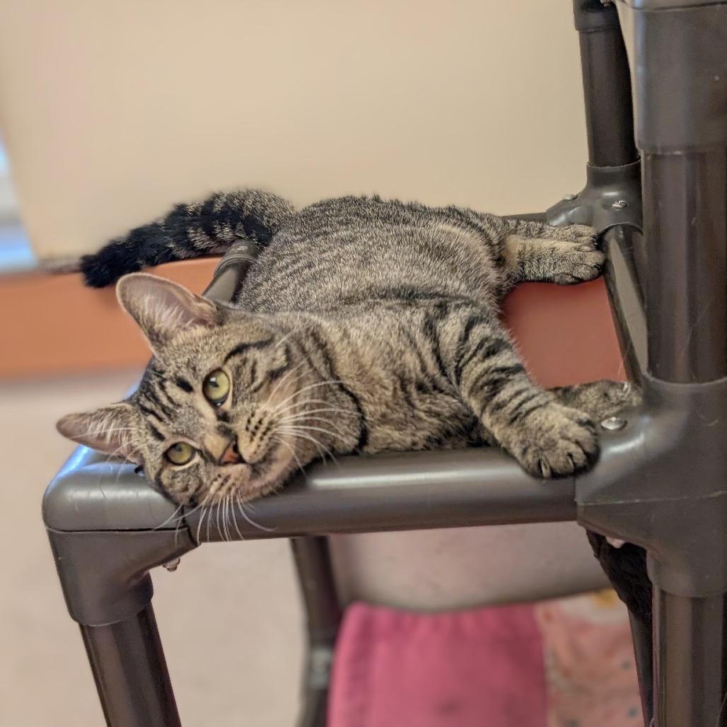 Julia, a Adoptable Domestic Short Hair in Ballston Spa, NY image 3/4