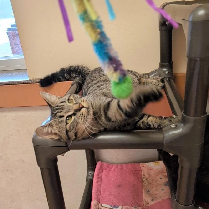 Julia, a Adoptable Domestic Short Hair in Ballston Spa, NY image 4/4