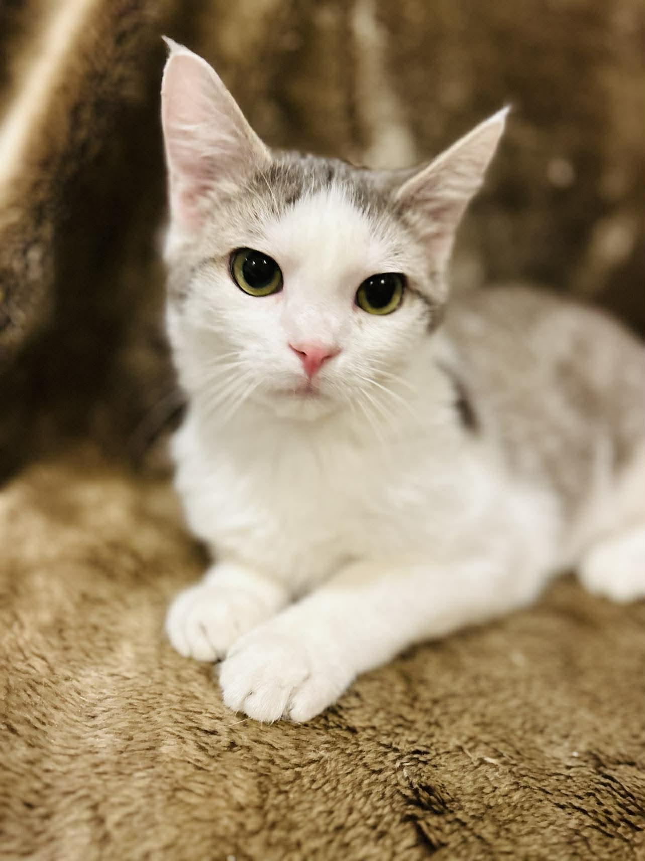 Lukas , ADOPTABLE, Kitten Male Domestic Short Hair.