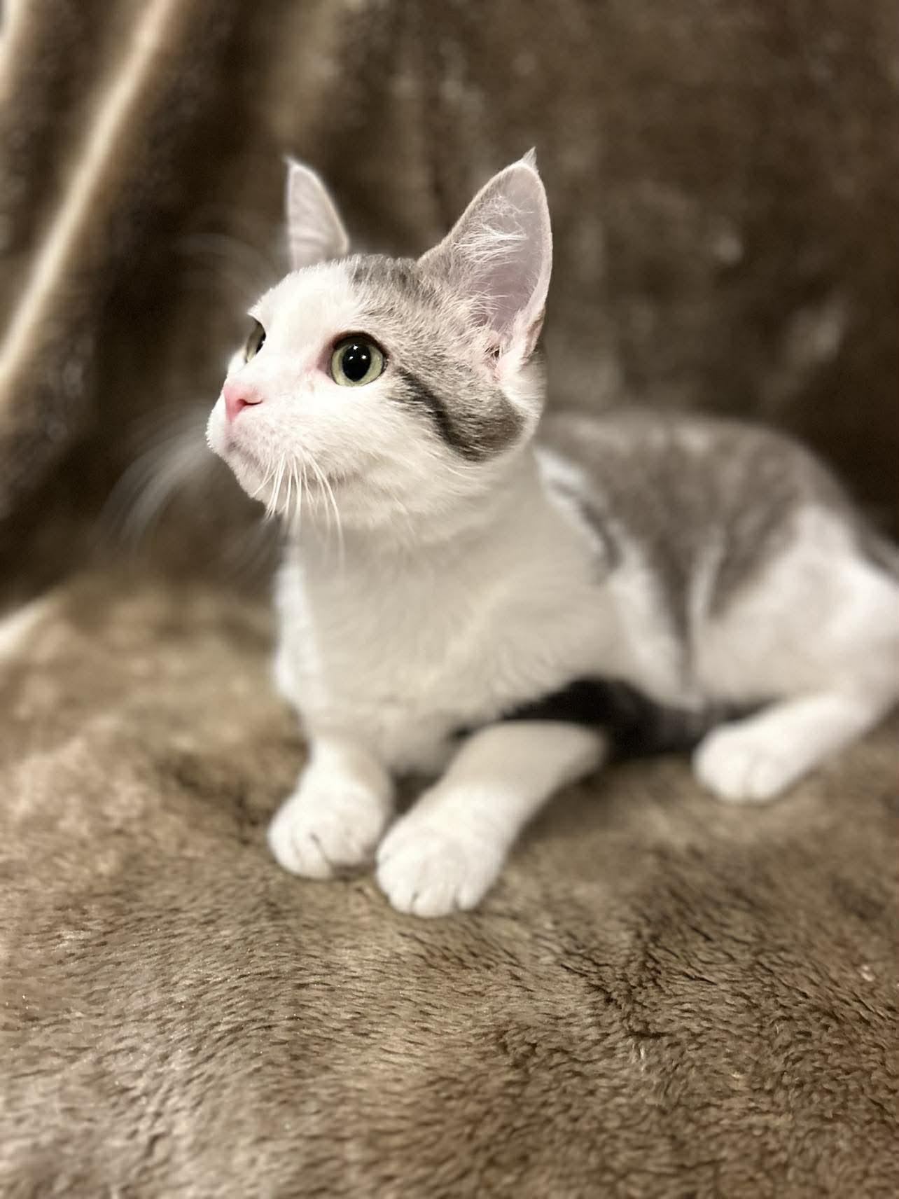 Enlarge Lukas , a ADOPTABLE Domestic Short Hair in Alexandria, MN image 2/3