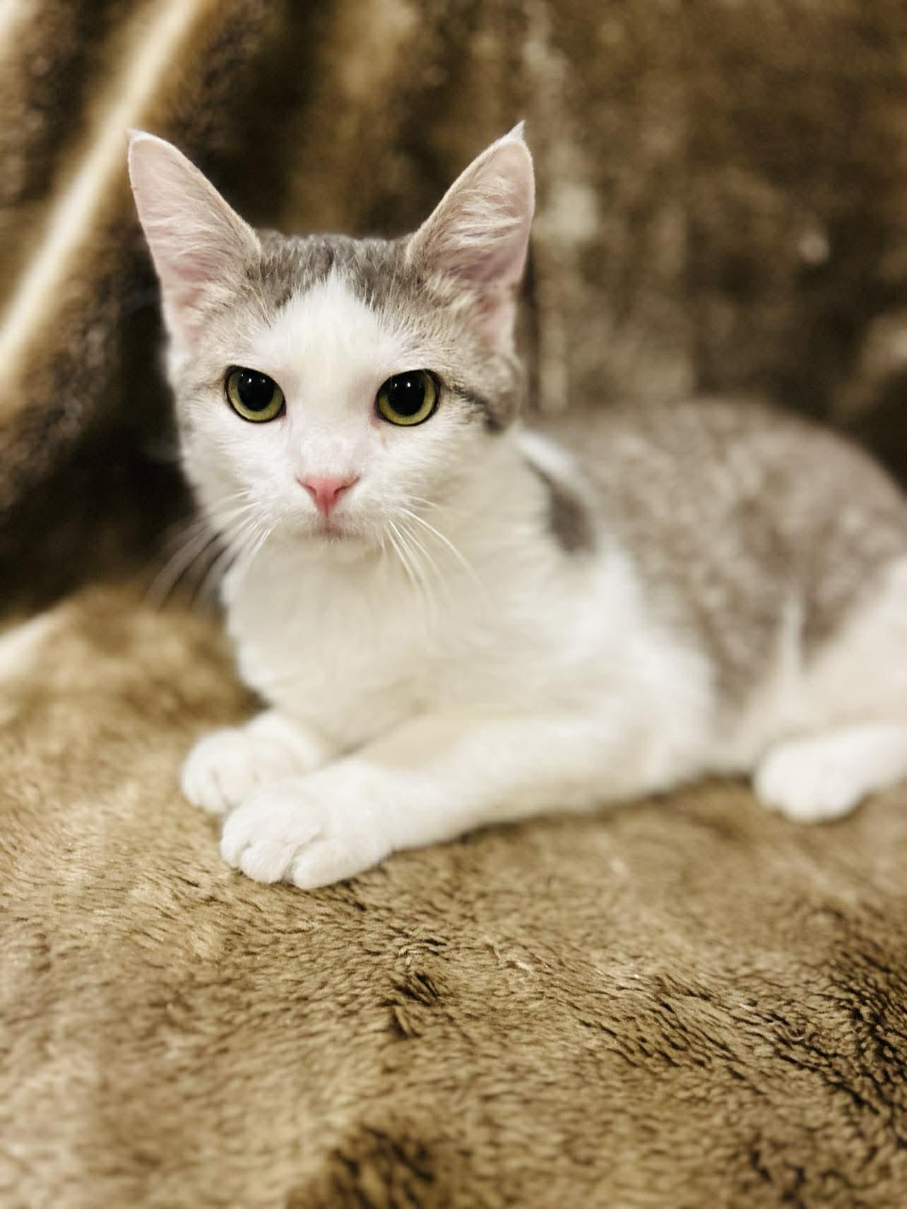 Enlarge Lukas , a ADOPTABLE Domestic Short Hair in Alexandria, MN image 3/3