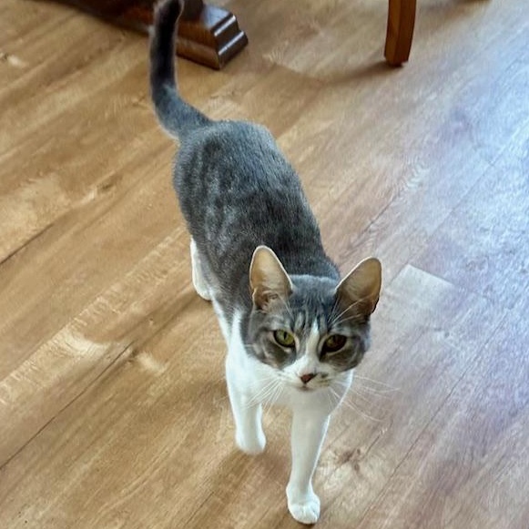 Enlarge Seven the Bar Cat, a Adoptable Domestic Short Hair in Portland, OR image 5/6