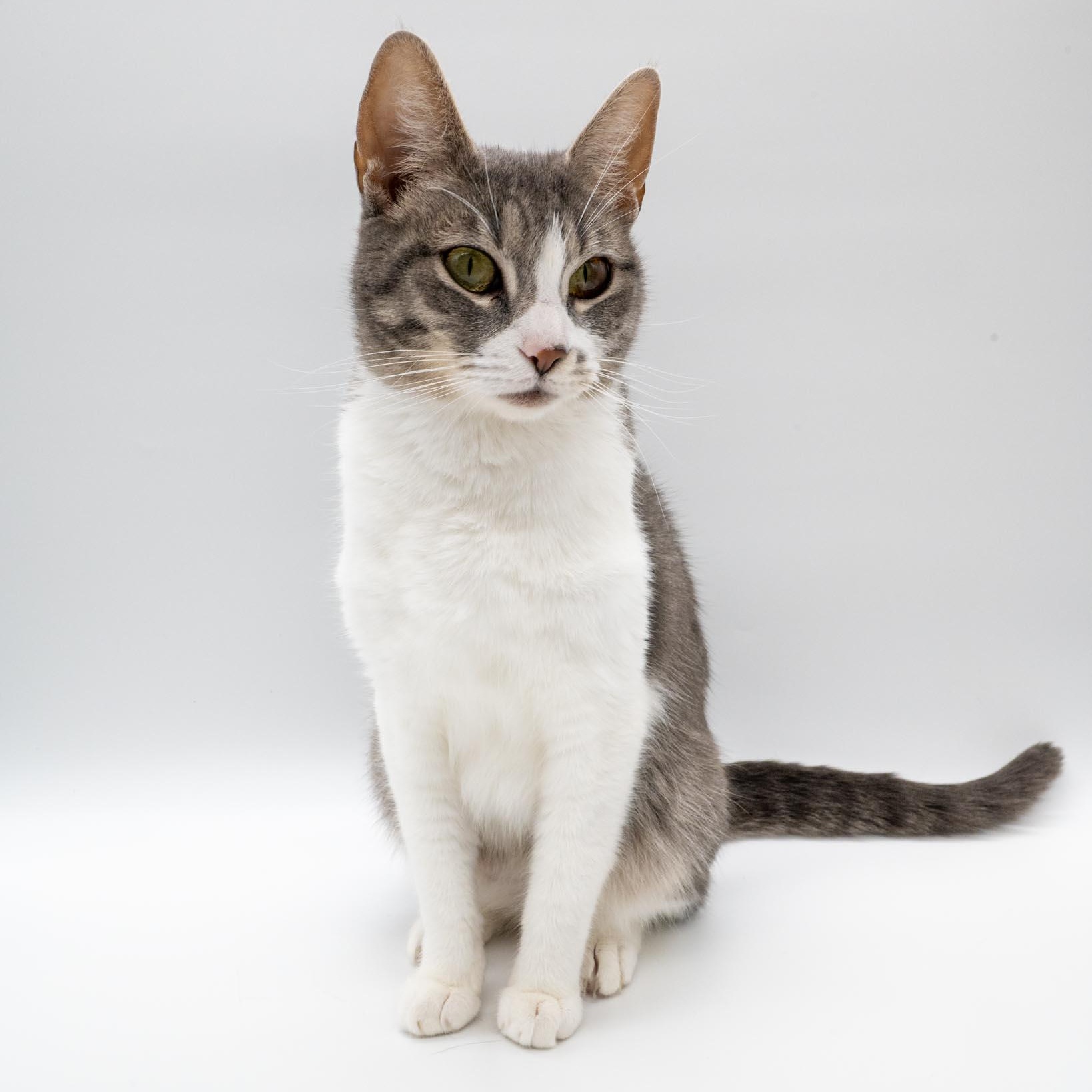 Enlarge Seven the Bar Cat, a Adoptable Domestic Short Hair in Portland, OR image 1/6