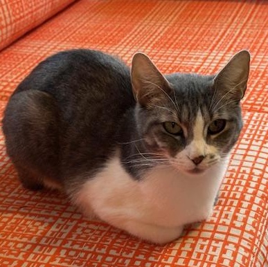 Enlarge Seven the Bar Cat, a Adoptable Domestic Short Hair in Portland, OR image 3/6