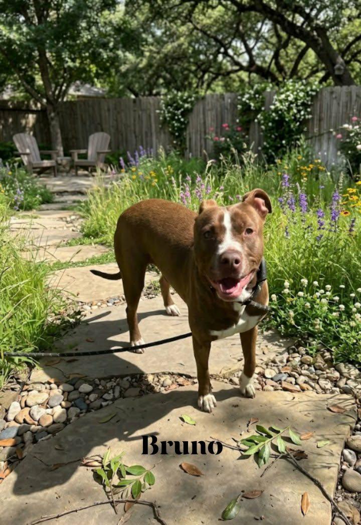 Bruno, Adoptable, Adult Male Bulldog.