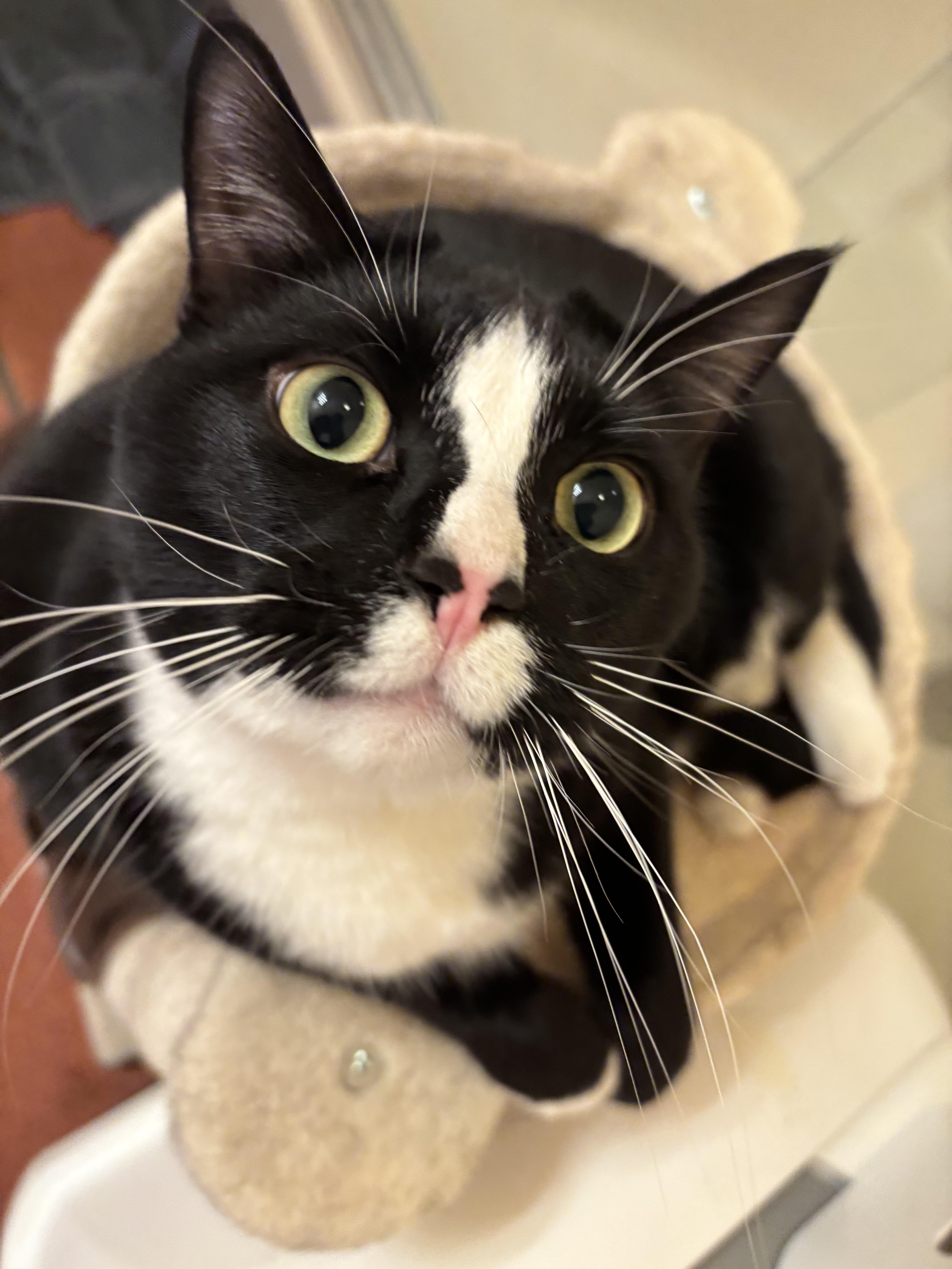 Ramsey, ADOPTABLE, Young Male Domestic Short Hair.