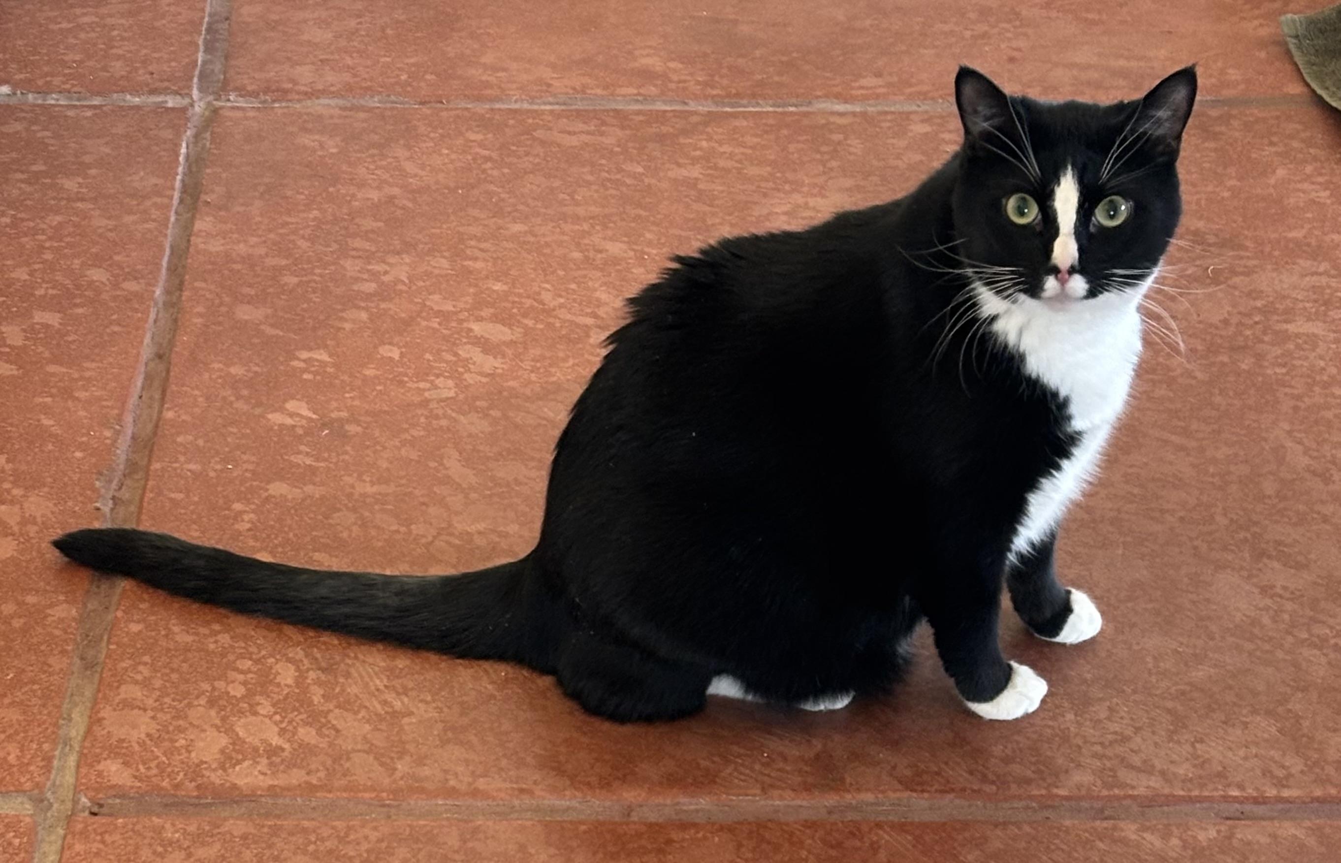 Ramsey, a ADOPTABLE Domestic Short Hair in Sierra Vista, AZ image 4/5