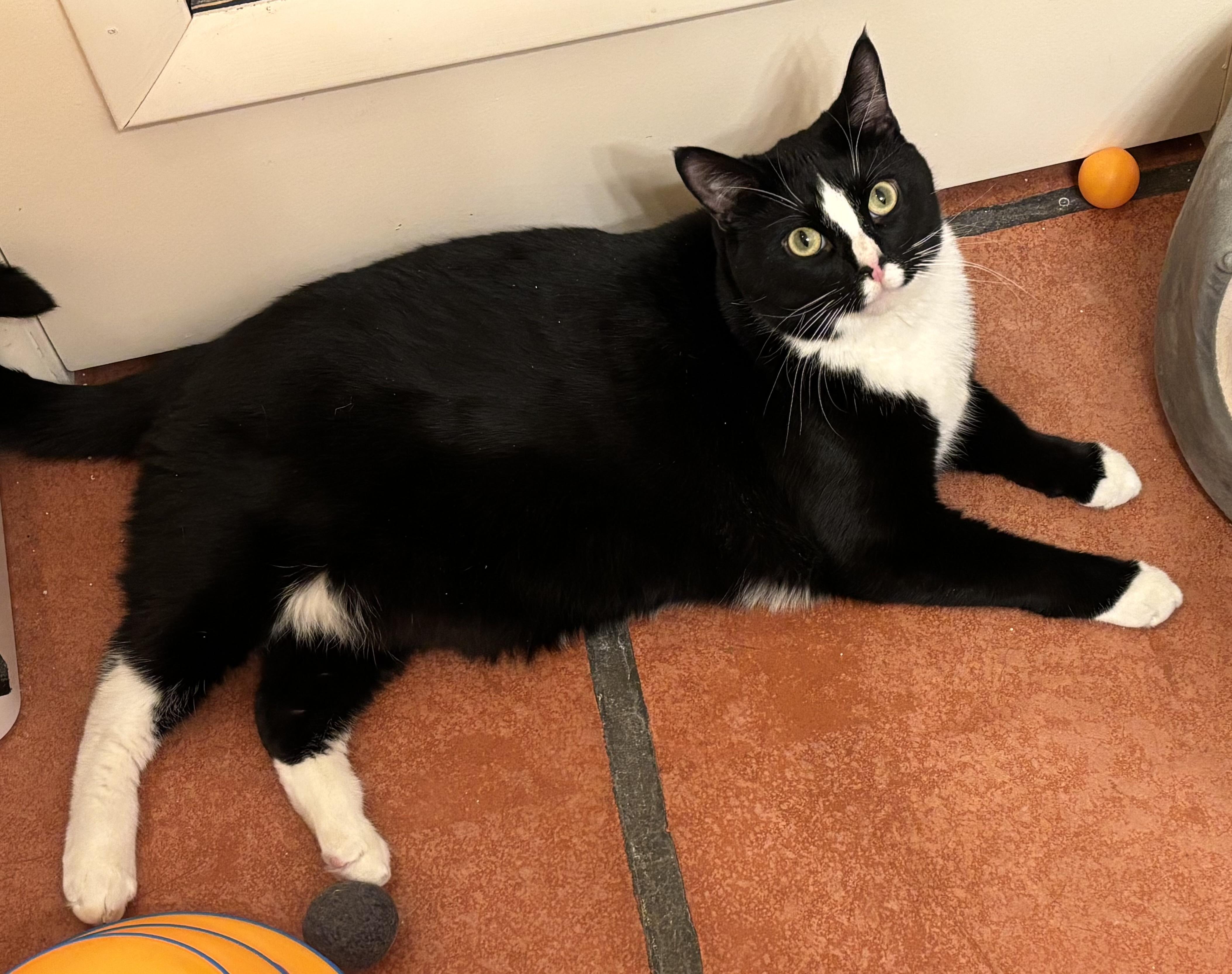 Ramsey, ADOPTABLE, Adult Male Domestic Short Hair.