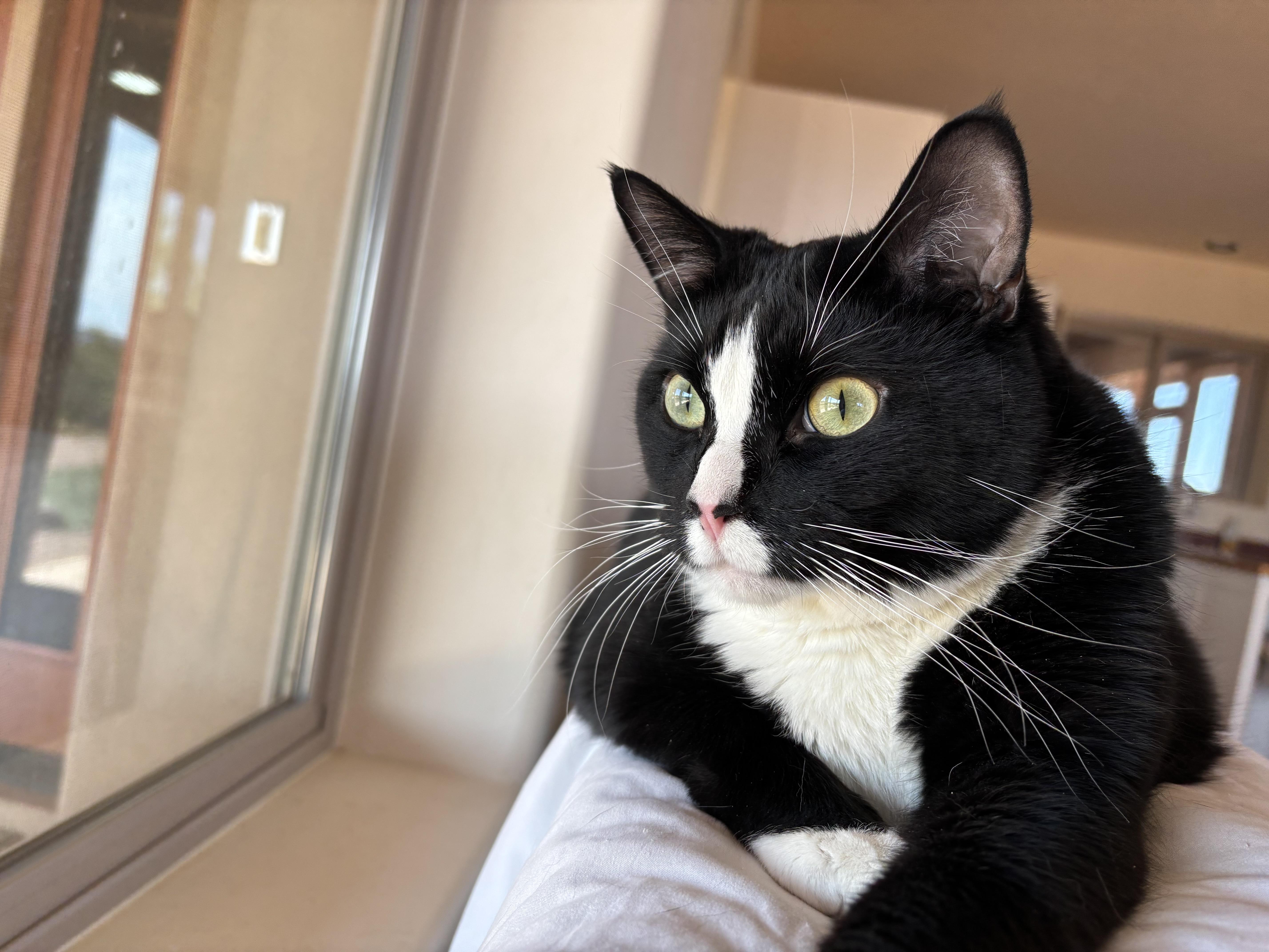 Ramsey, a ADOPTABLE Domestic Short Hair in Sierra Vista, AZ image 5/5