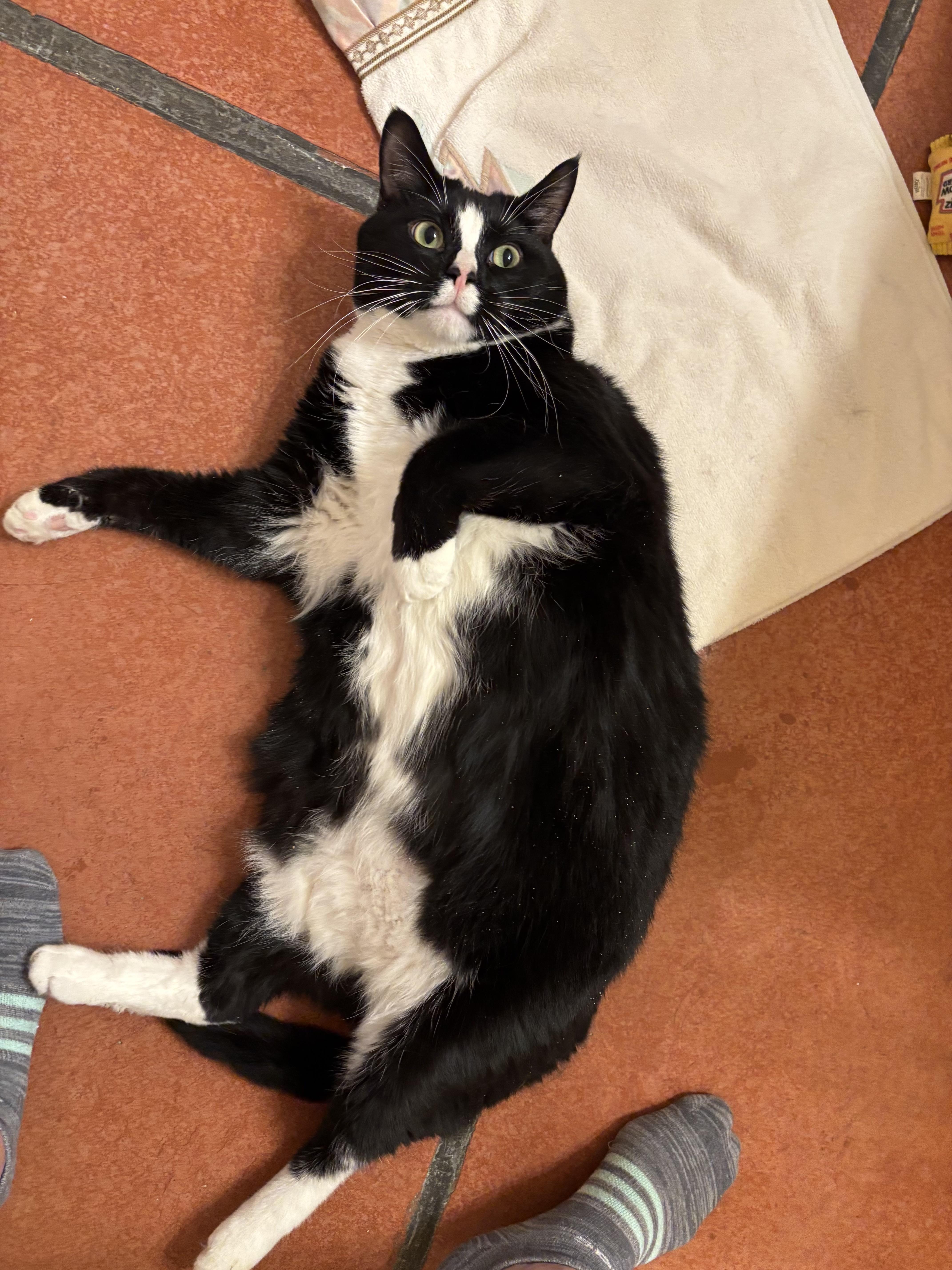 Ramsey, a ADOPTABLE Domestic Short Hair in Sierra Vista, AZ image 3/5