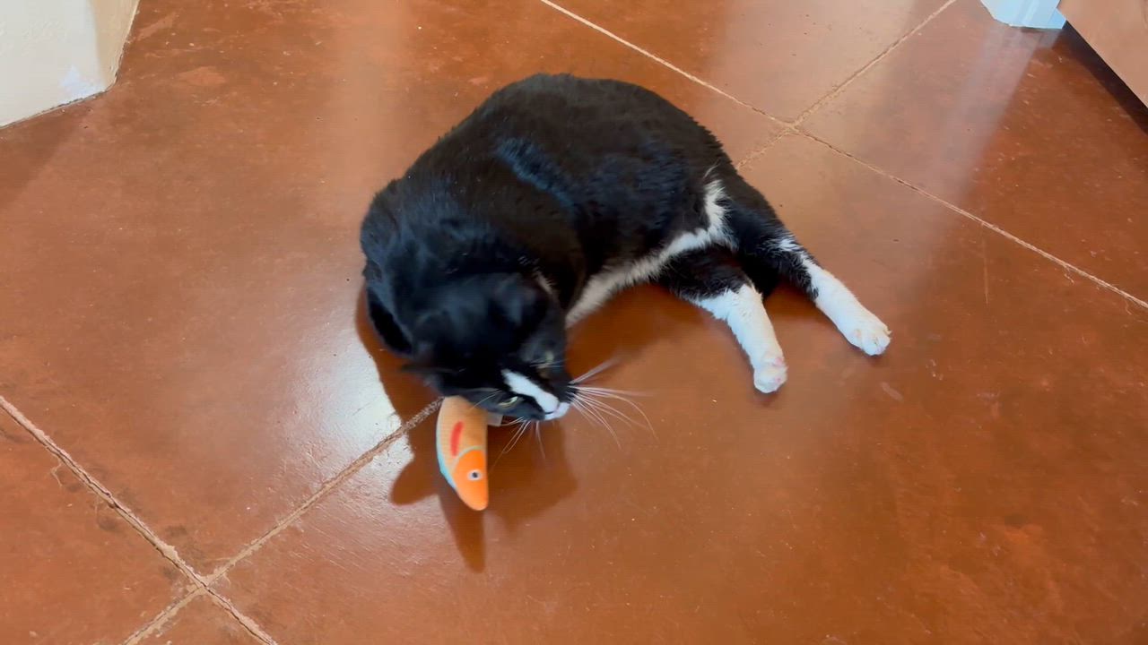Enlarge Ramsey, a ADOPTABLE Domestic Short Hair in Sierra Vista, AZ video 6/6