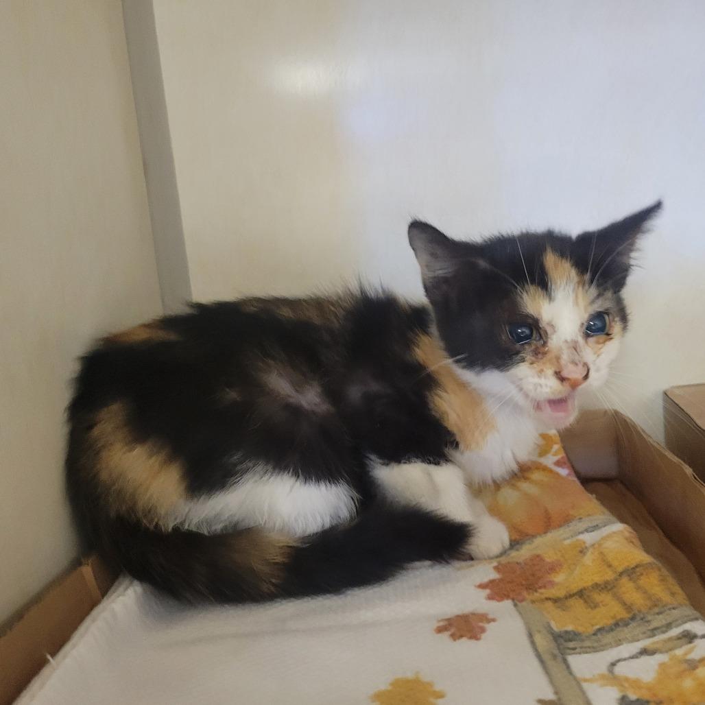 Crossing Guard, Adoptable, Kitten Female Domestic Medium Hair.