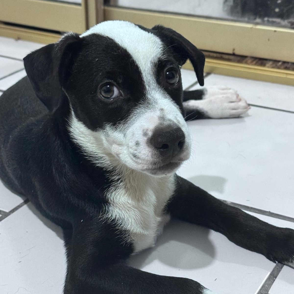 Lady, a Adoptable mixed breed in Warren, NJ image 3/6