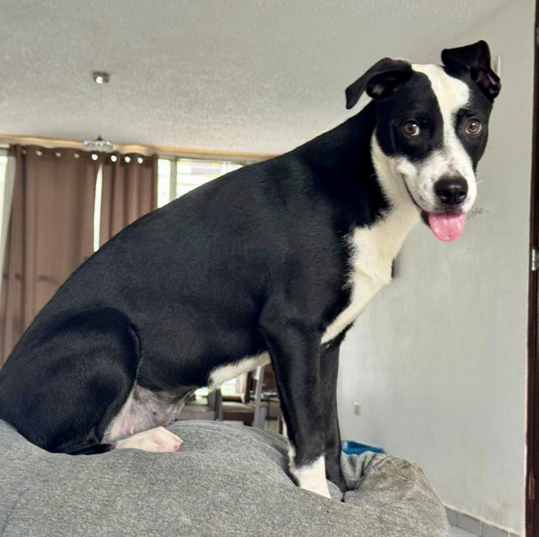 Lady, a Adoptable mixed breed in Warren, NJ image 1/6