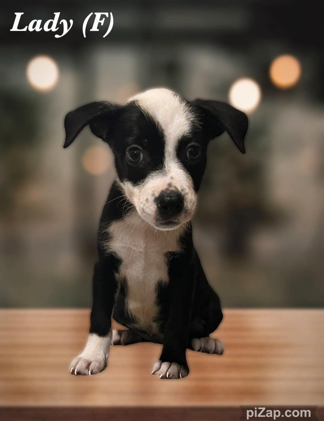 Lady, a Adoptable mixed breed in Warren, NJ image 4/6