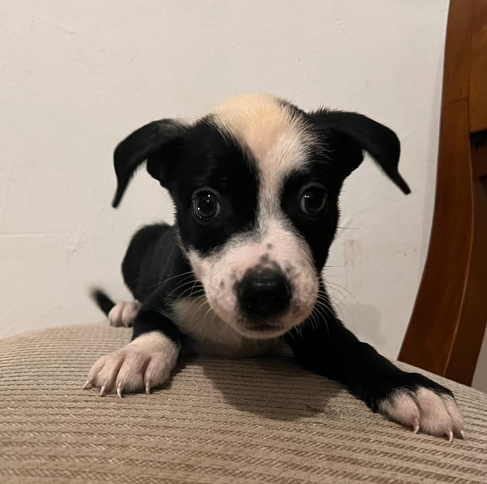 Lady, a Adoptable mixed breed in Warren, NJ image 5/6