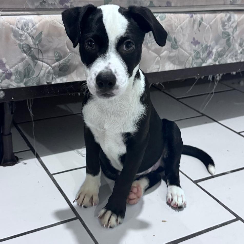 Lady, Adoptable, Puppy Female Labrador Retriever.