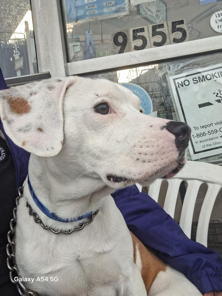 Rocky, ADOPTABLE, Puppy Male Labrador Retriever.