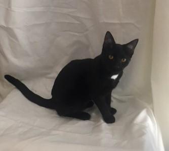 Blake, a Adoptable mixed breed in Henderson, KY image 1/2