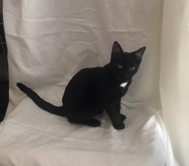 Blake, a Adoptable mixed breed in Henderson, KY image 2/2