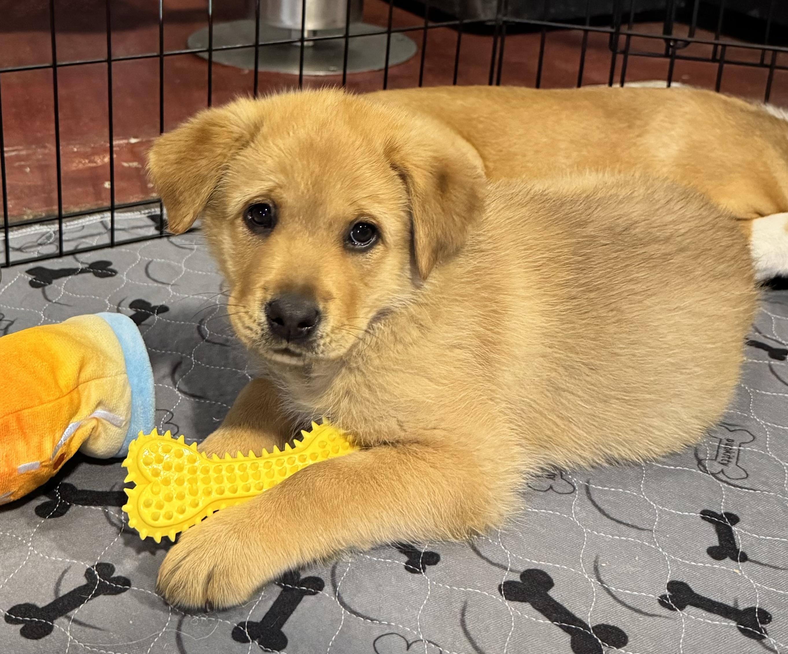 Enlarge June, a ADOPTABLE mixed breed in Orangevale, CA image 1/1