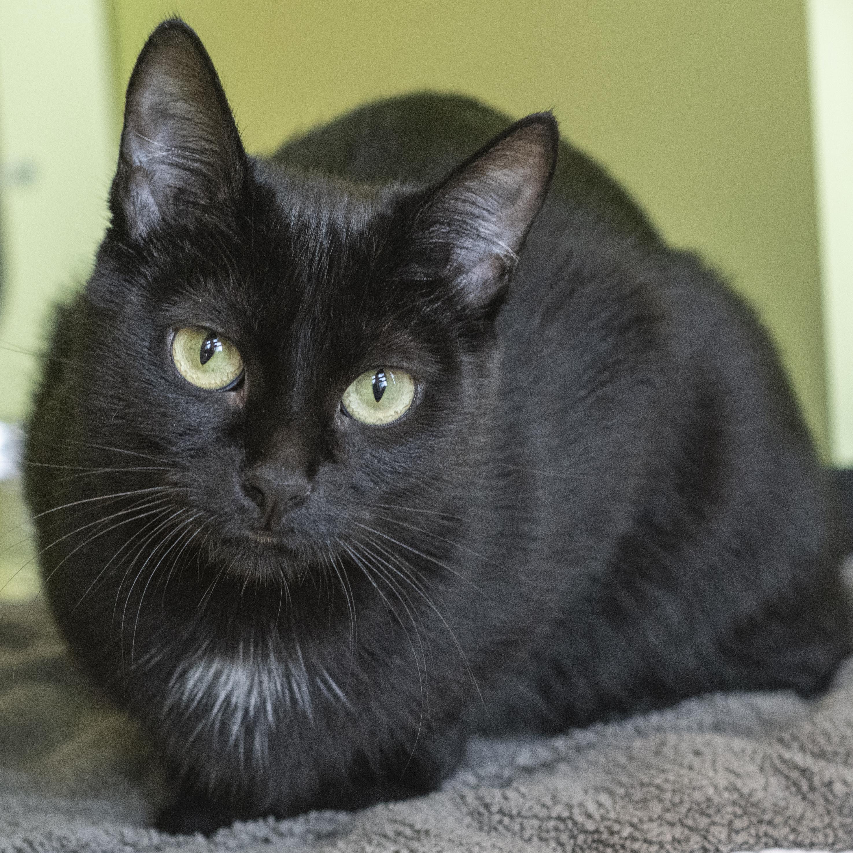 Echo, Adoptable, Young Female Domestic Short Hair.