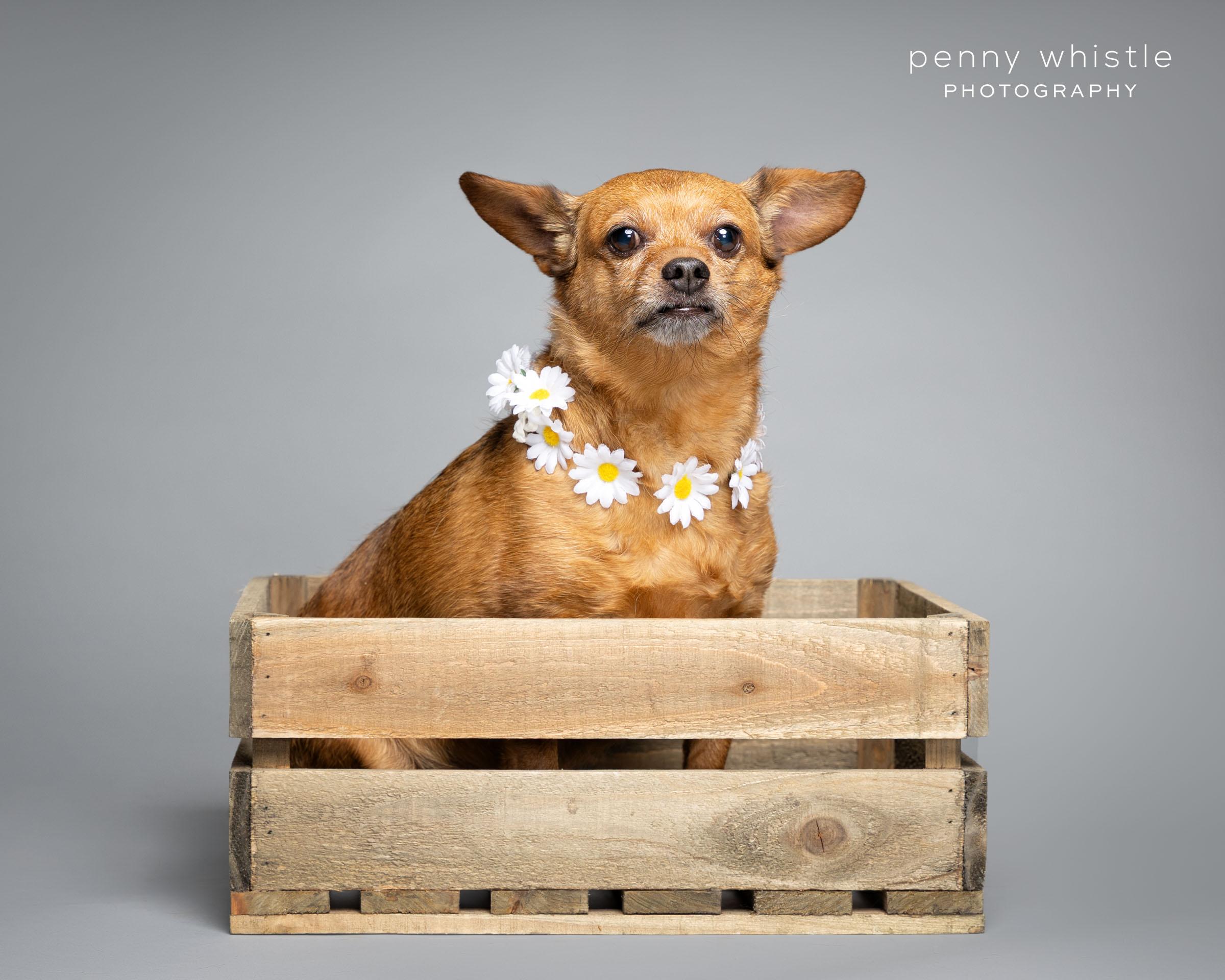 Enlarge Daisy, a Adoptable Chihuahua image 1/1