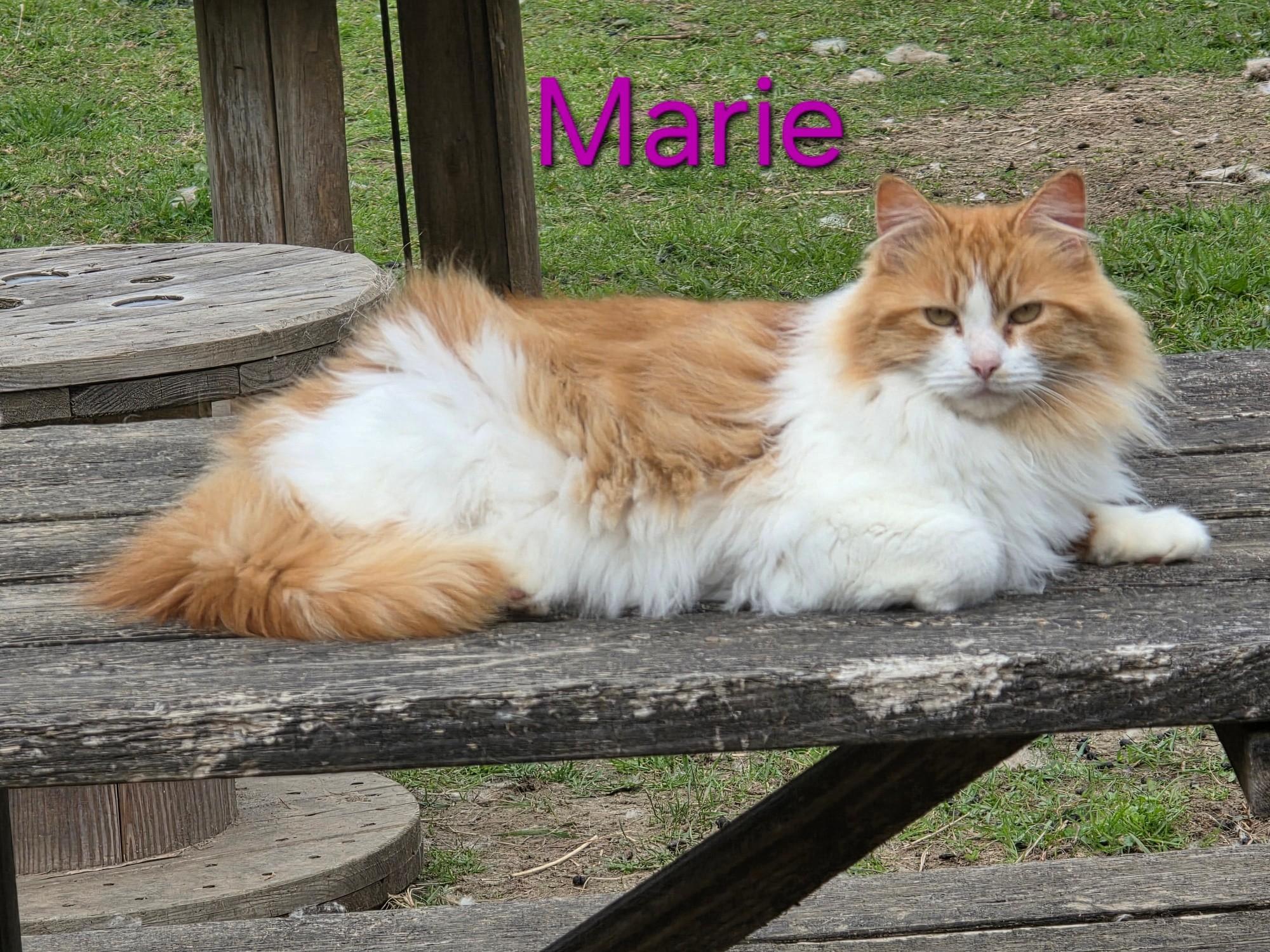 Enlarge Marie, a ADOPTABLE mixed breed in Oakville, WA image 3/4