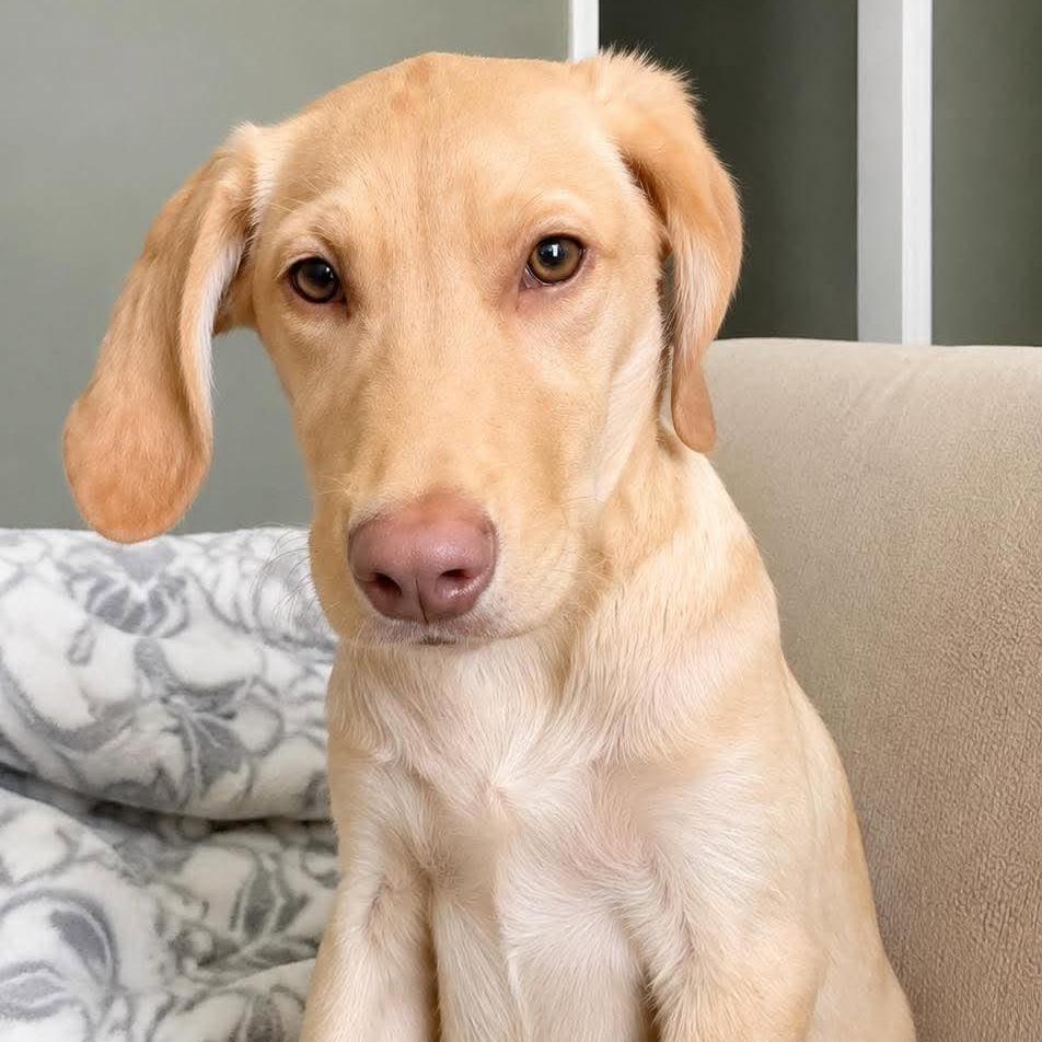 Sawyer, Adoptable, Puppy Female Yellow Labrador Retriever & Hound.