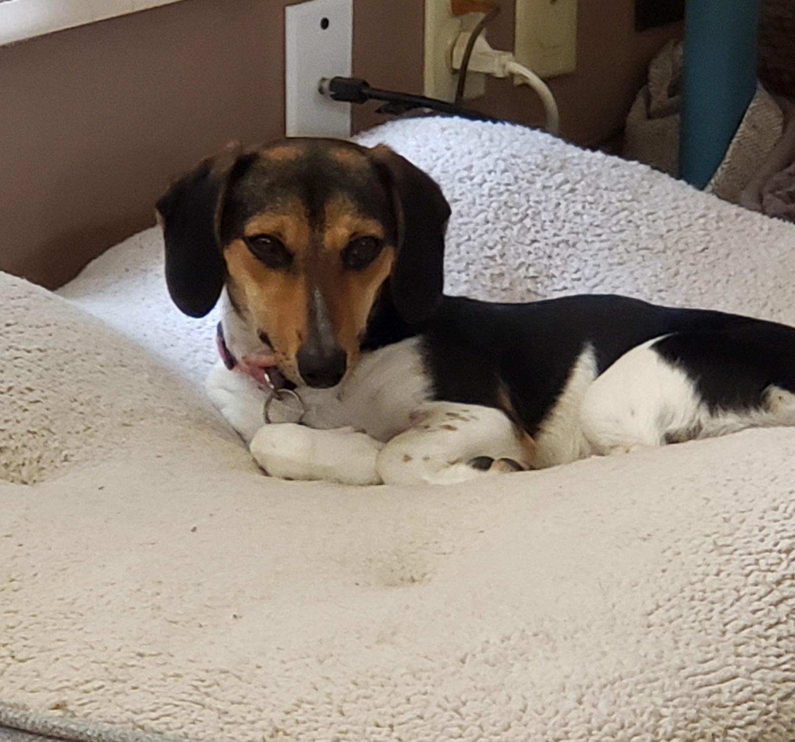 Shiloh, Adopted, Young Female Dachshund & Beagle.