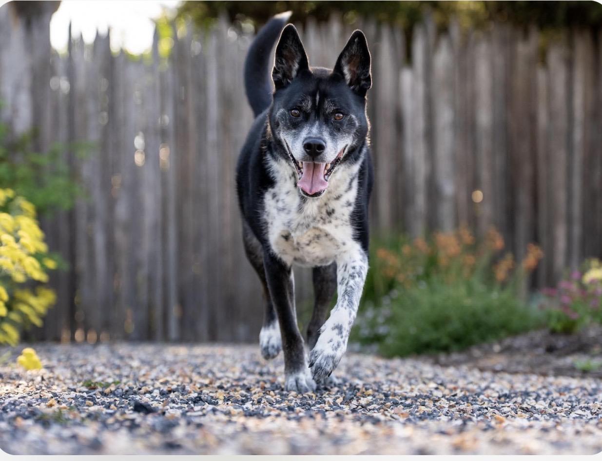 Levi, a ADOPTABLE mixed breed in Santa Rosa, CA image 1/3