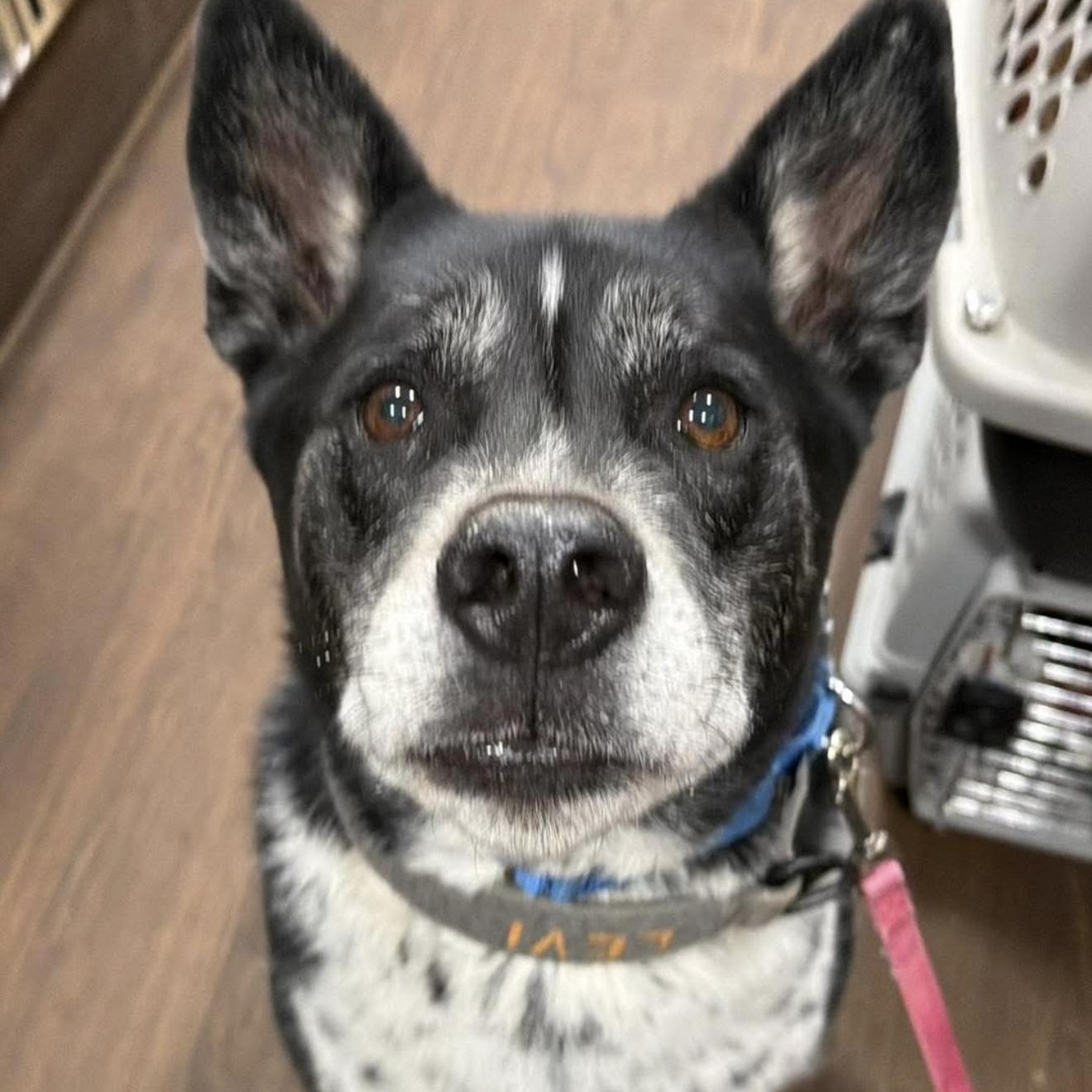 Levi, a ADOPTABLE mixed breed in Santa Rosa, CA image 3/3
