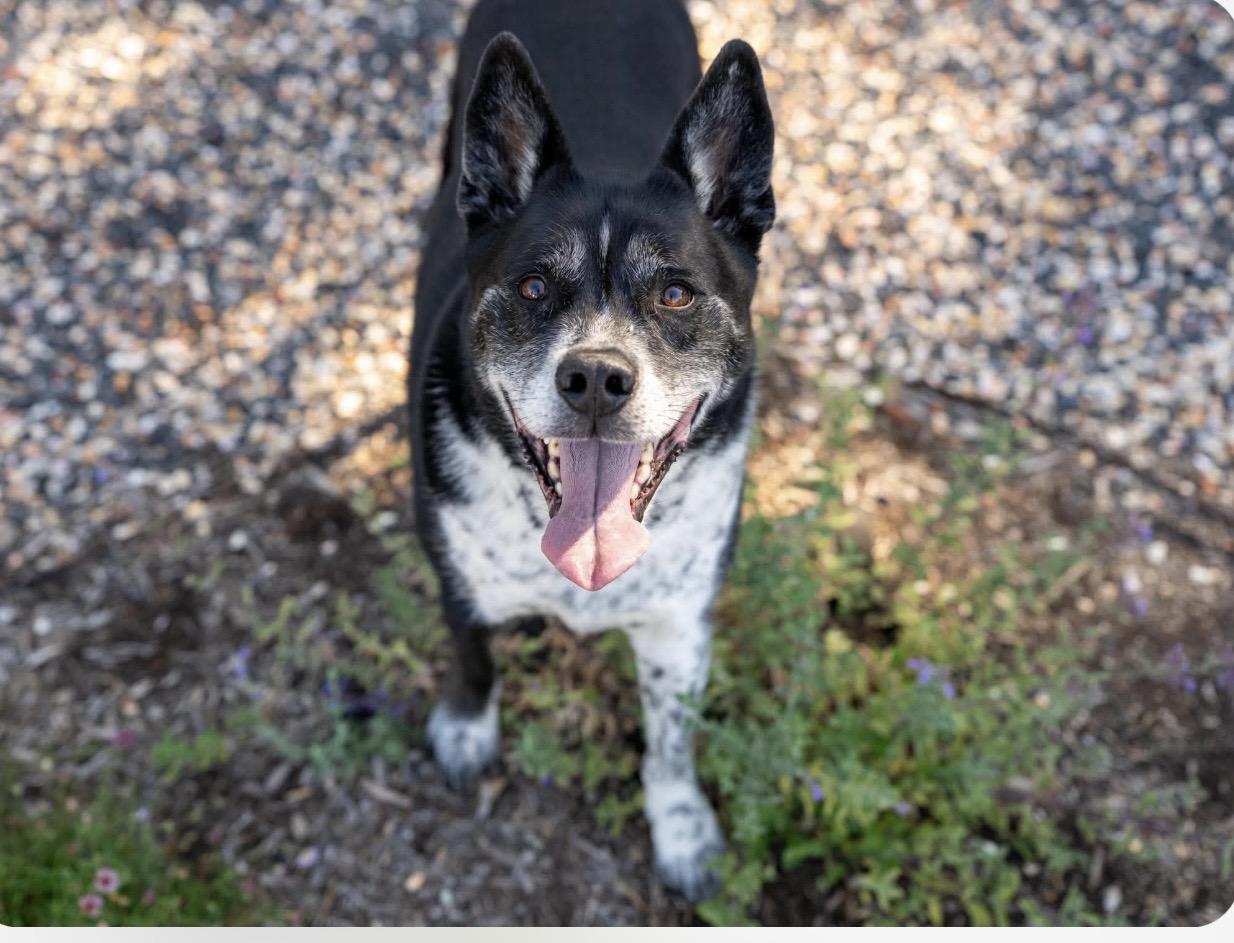 Levi, a ADOPTABLE mixed breed in Santa Rosa, CA image 2/3