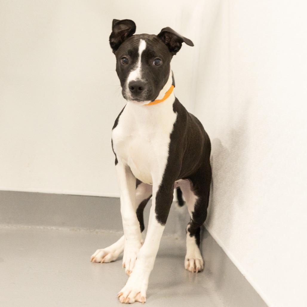 Radley, a Adoptable Mixed Breed in Cape Girardeau, MO image 1/2