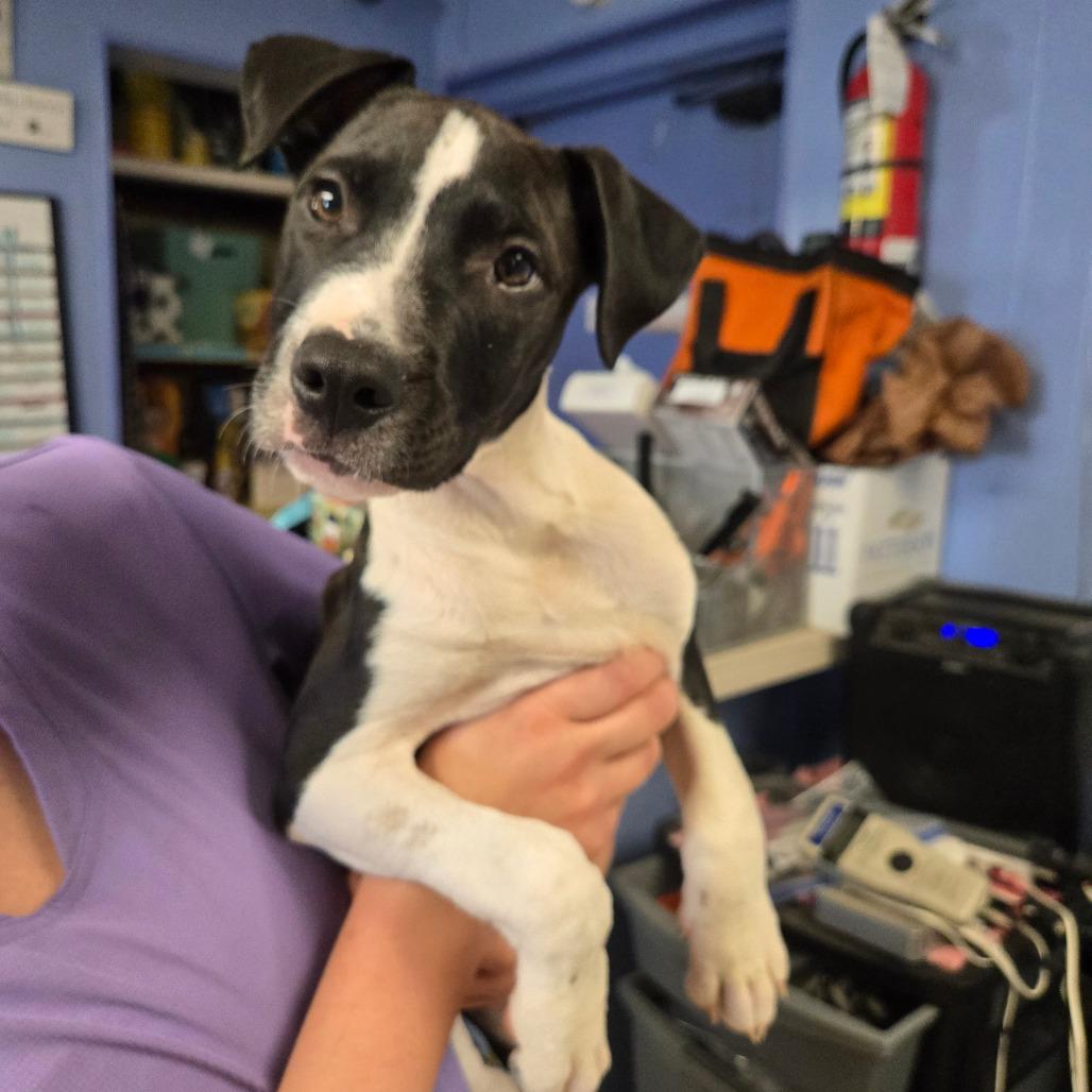 Radley, a Adoptable Mixed Breed in Cape Girardeau, MO image 2/2