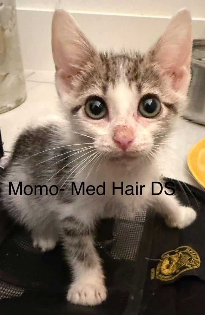 Enlarge Momo, a Adoptable mixed breed in New Braunfels, TX image 6/6