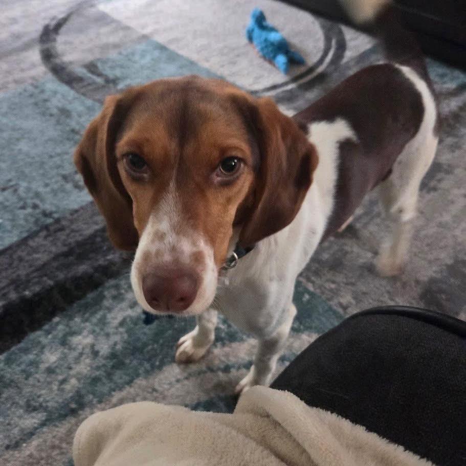 Enlarge Lady, a Adoptable Beagle in St. Charles, IL image 1/6