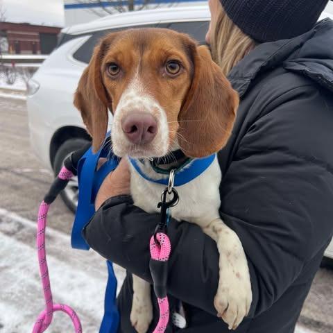 Enlarge Lady, a Adoptable Beagle in St. Charles, IL image 3/6