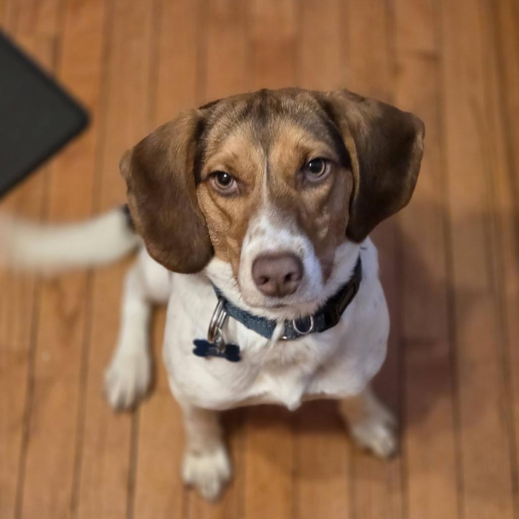 Enlarge Lady, a Adoptable mixed breed in St. Charles, IL image 3/6