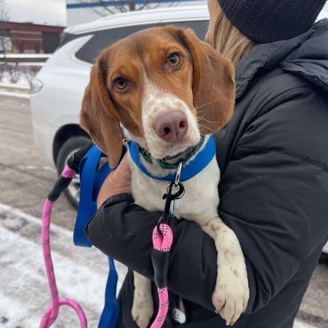 Enlarge Lady, a Adoptable Beagle in St. Charles, IL image 4/6
