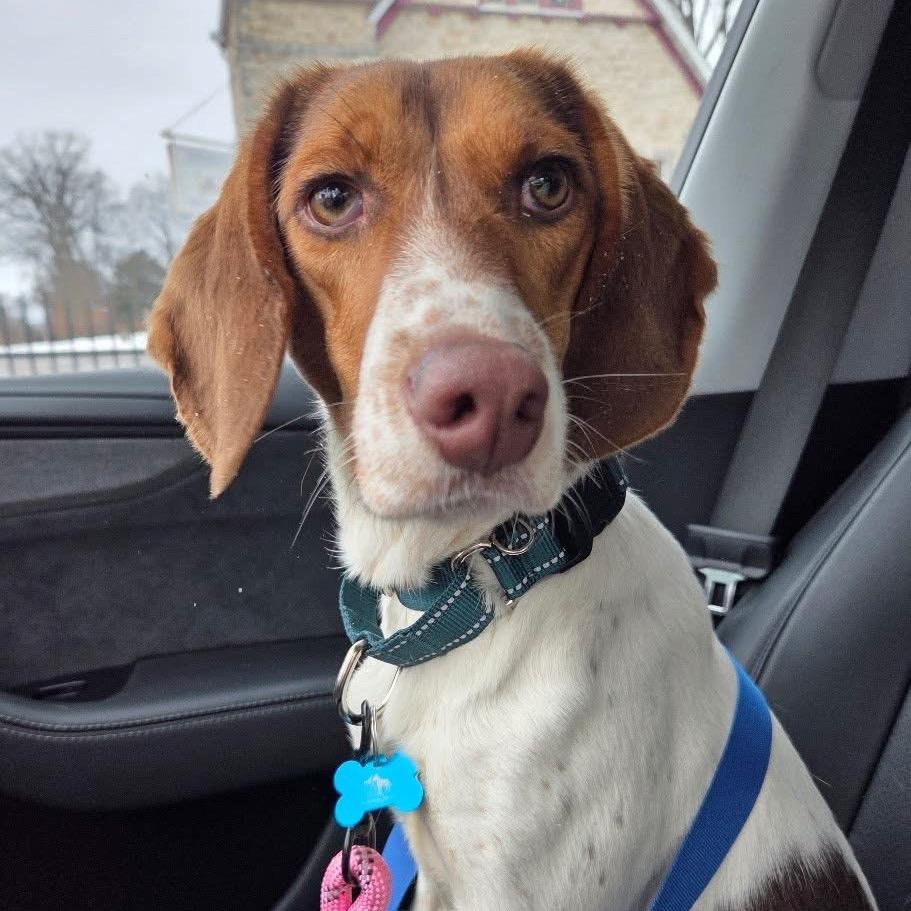 Enlarge Lady, a Adoptable Beagle in St. Charles, IL image 5/6